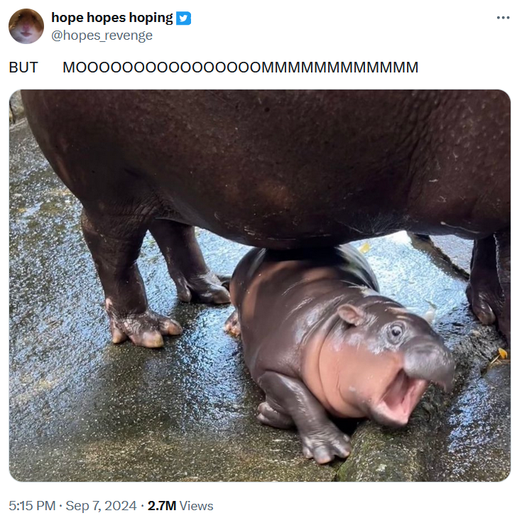 Moo Deng baby hippo meme making her say 'BUT MOOOOOOOOOOOMMMMMM'