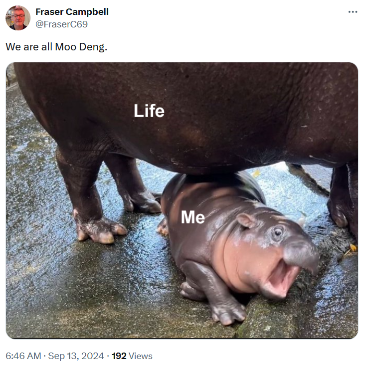 Moo Deng baby hippo meme labeling her 'me' and an adult hippo above her 'life.'