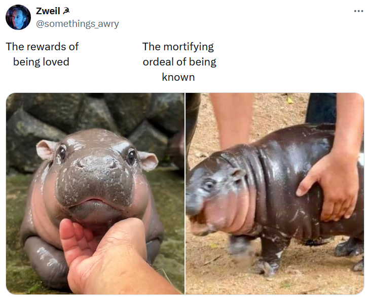 Moo Deng baby hippo meme with two photos labeled 'the rewards of being loved' and 'the mortifying ordeal of being known.'