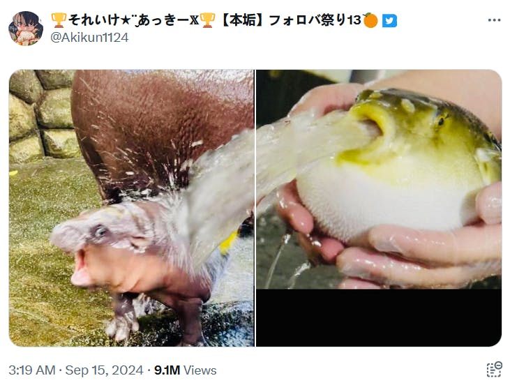 Moo Deng meme with the photo of the puffer fish spitting water.