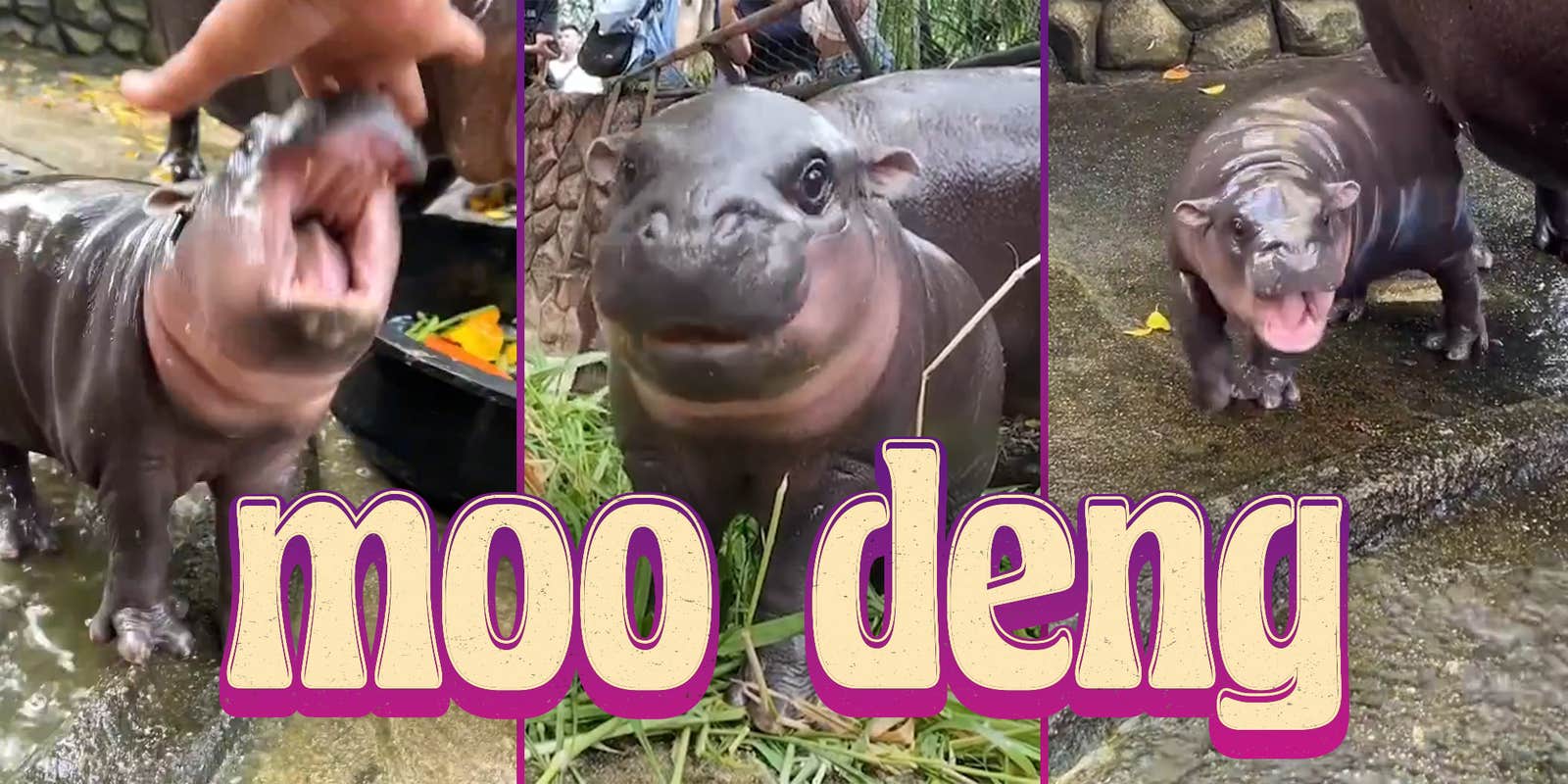 Moo Deng The Screaming Baby Hippo Is 2024’s Cutest Meme