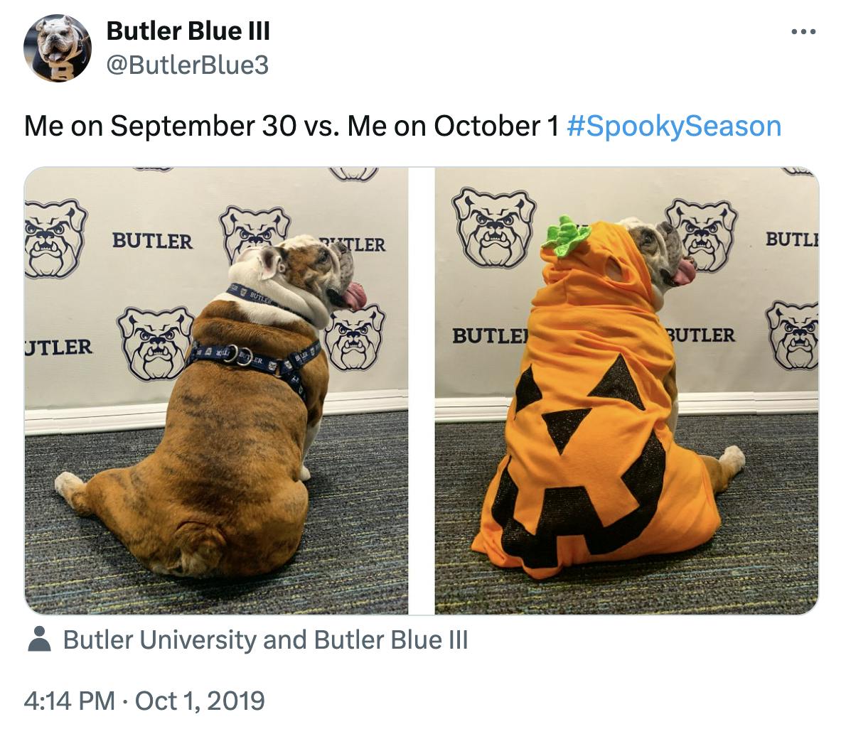 September 30 vs October 1 meme featuring a very good dog in a jack o'lantern costume.