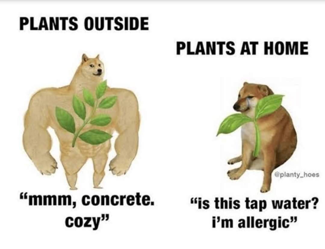 Swole Doge vs Cheems meme about indoor and outdoor plants.