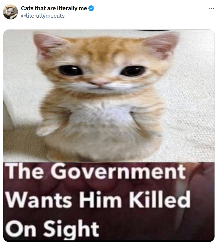 The government wants him killed on sight meme with a kitten on its hind legs.