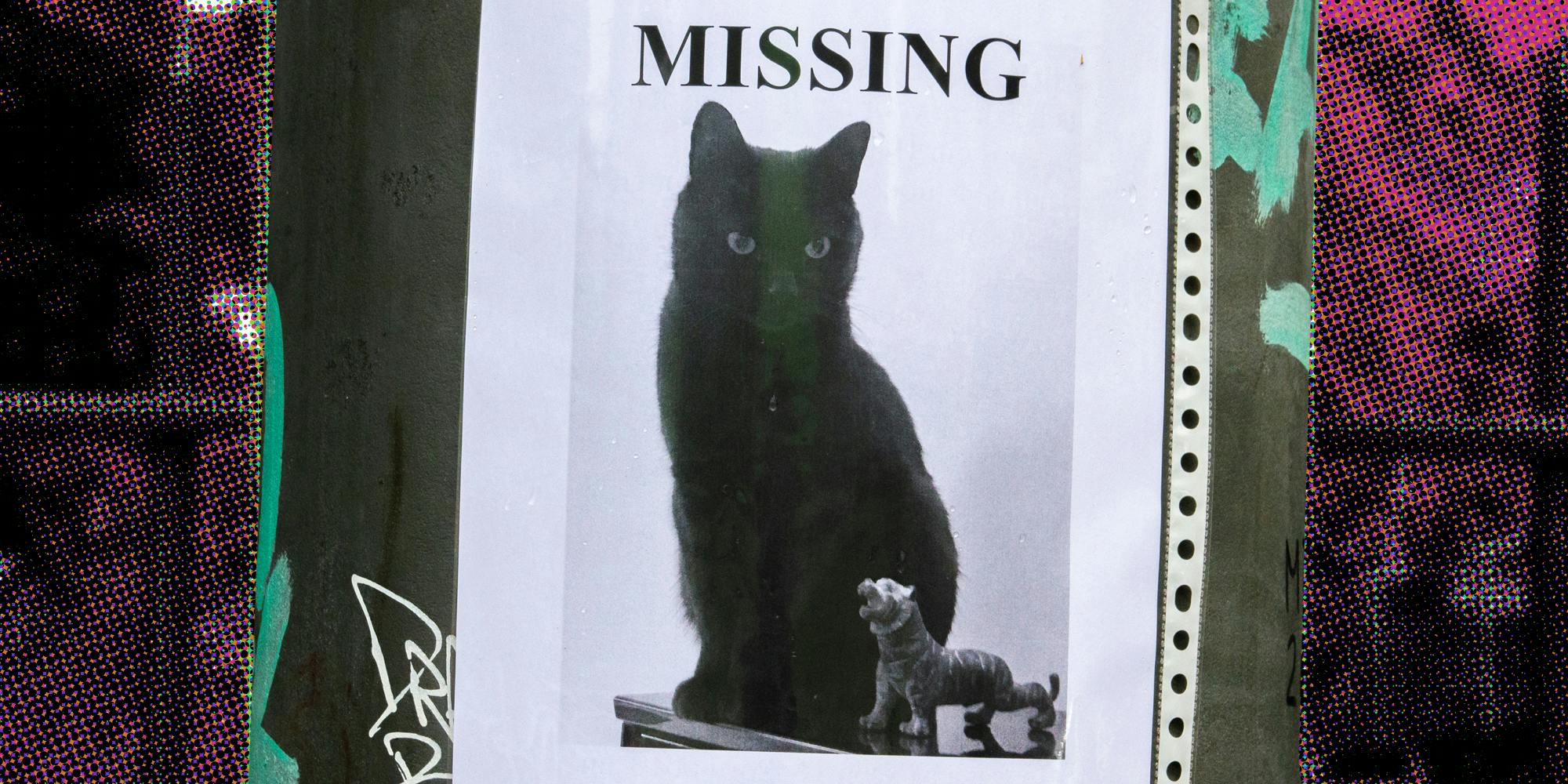 Missing Cat Poster on pole