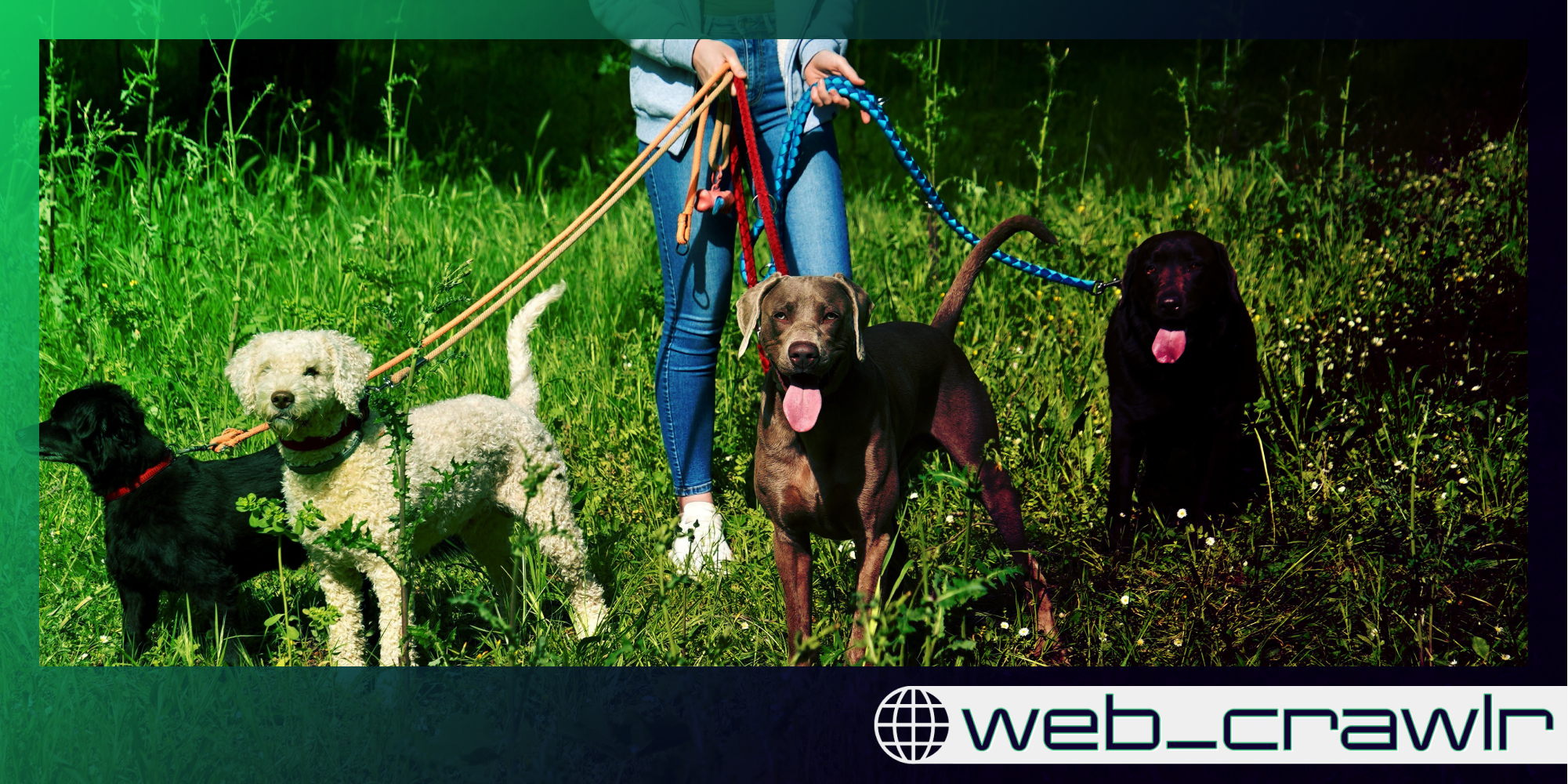 A person walking dogs. The Daily Dot newsletter web_crawlr logo is in the bottom right corner.