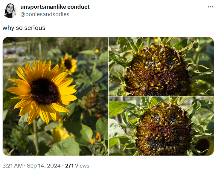 Why so serious meme with photos of a sunflower that looks like it has a face.