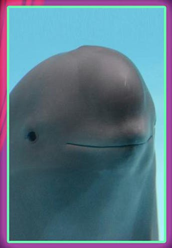 Smiling Dolphin