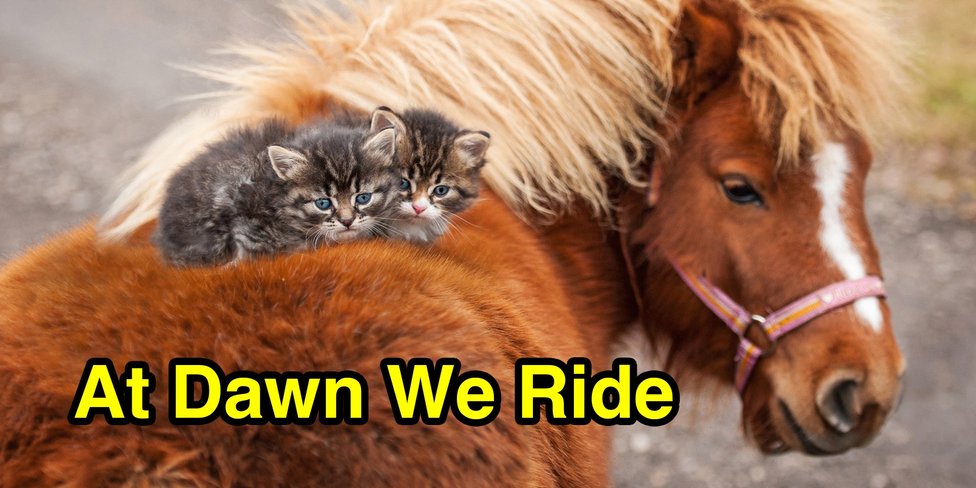 Kittens riding pony with text that says "at dawn we ride"
