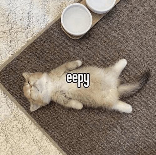 eepy kitten