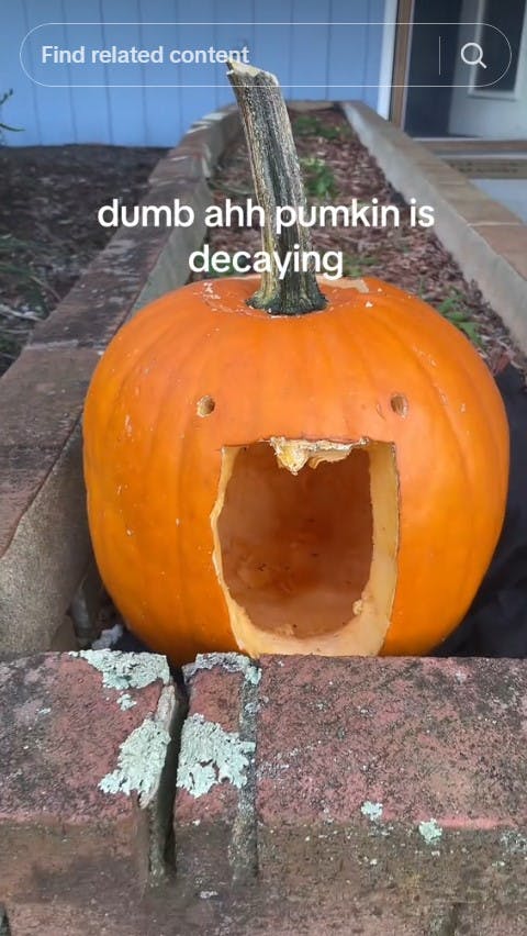 dumb ahh pumpkin decaying