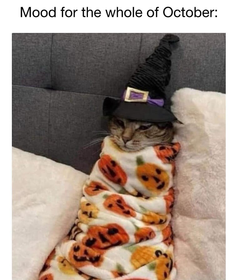 'Mood for the whole of October:' a cat burritoed in a pumpkin blanket wearing a witch hat.