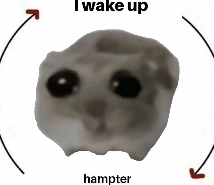 i wake up hampter