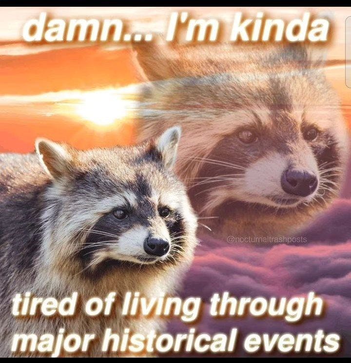 raccoon 'damn i'm kind of tired of living through major historical events'