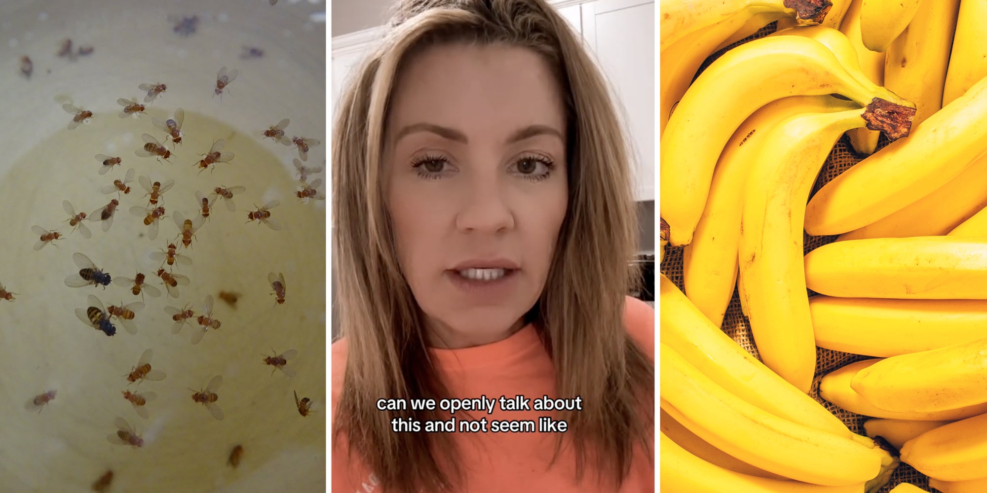 How Can I Get Rid of Fruit or Drain Flies?