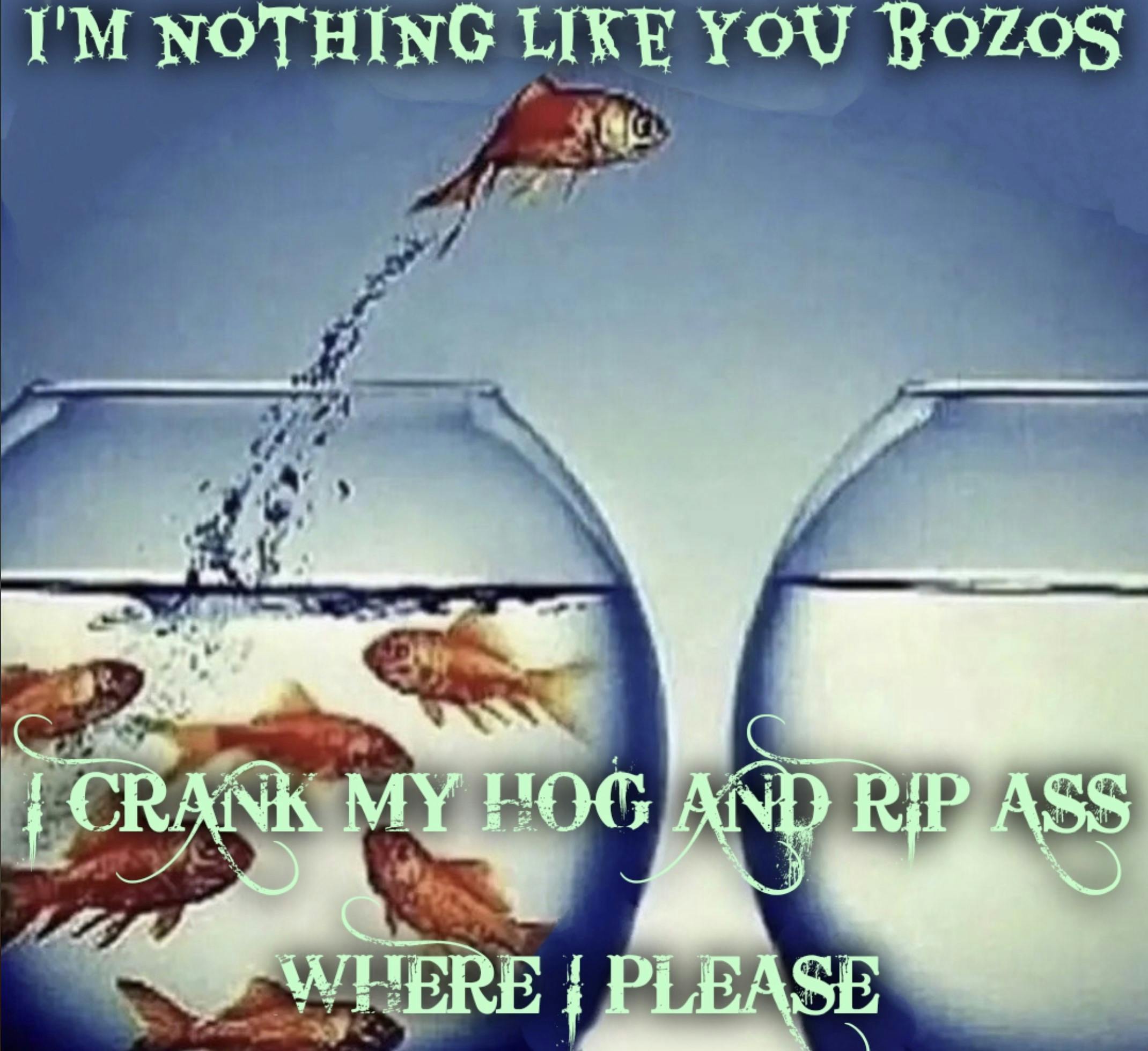 I'm Nothing Like Y'all: A Fish Meme