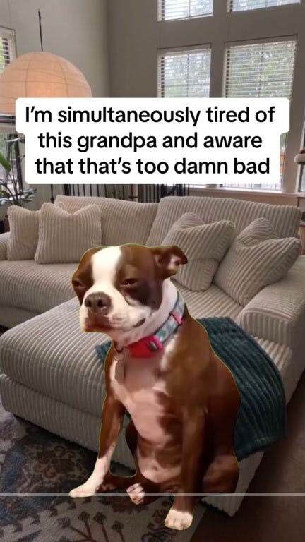 dog tiktok with caption 'i'm simultaneously tired of this grandpa and aware that that's too damn bad'