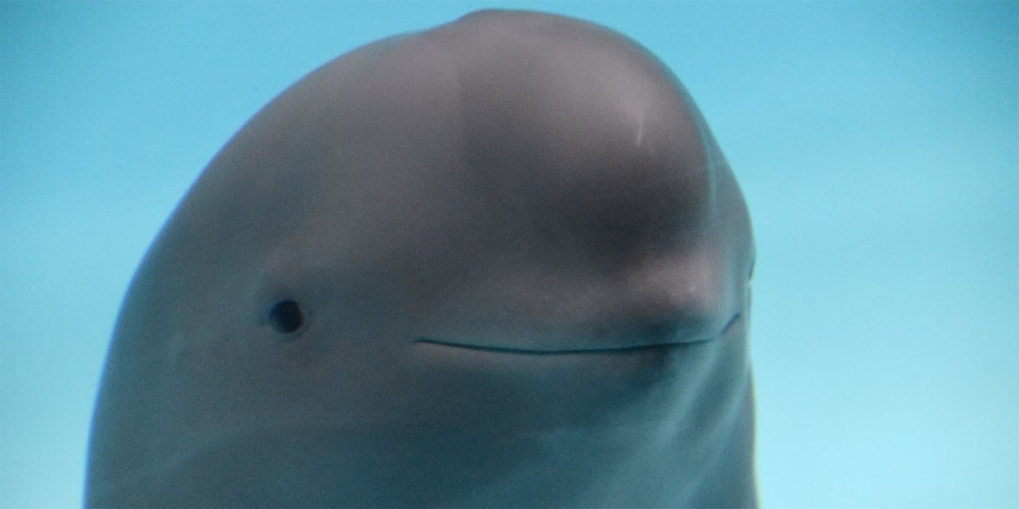 The Smiling Dolphin Meme Is Actually A Porpoise And He's Tired