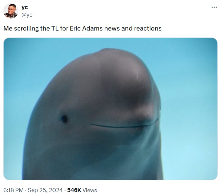 Yangtze finless porpoise photo used as a meme about Eric Adams.