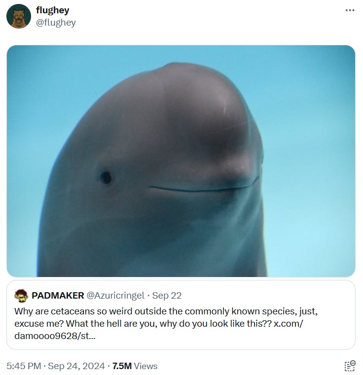 Image of a Yangtze finless porpoise in a quote tweet.