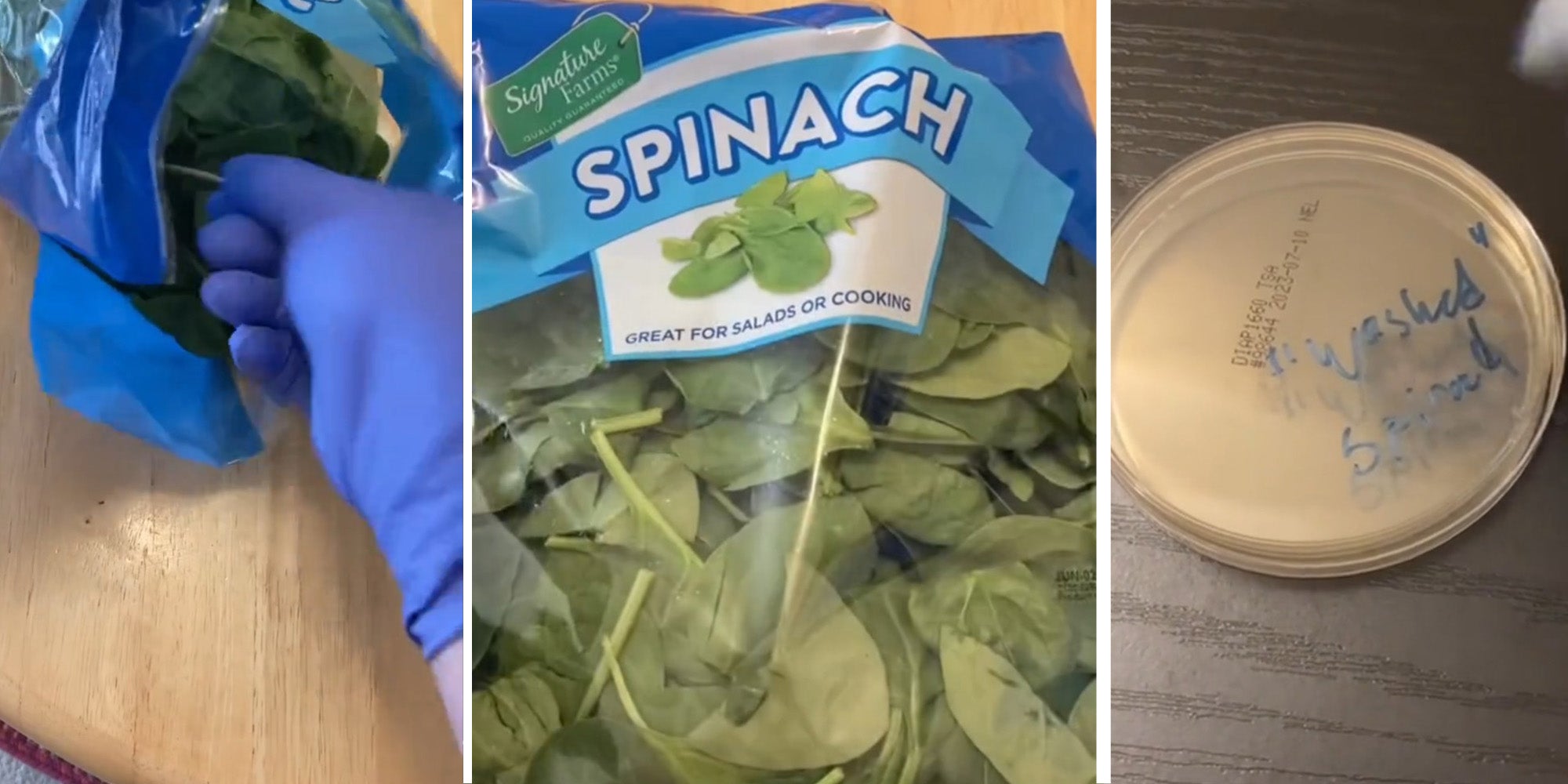 Hand wearing gloves swabbing at bag of Spinach(l) Bag of Spinach(c) Testing Container for 'washed spinach'(r)