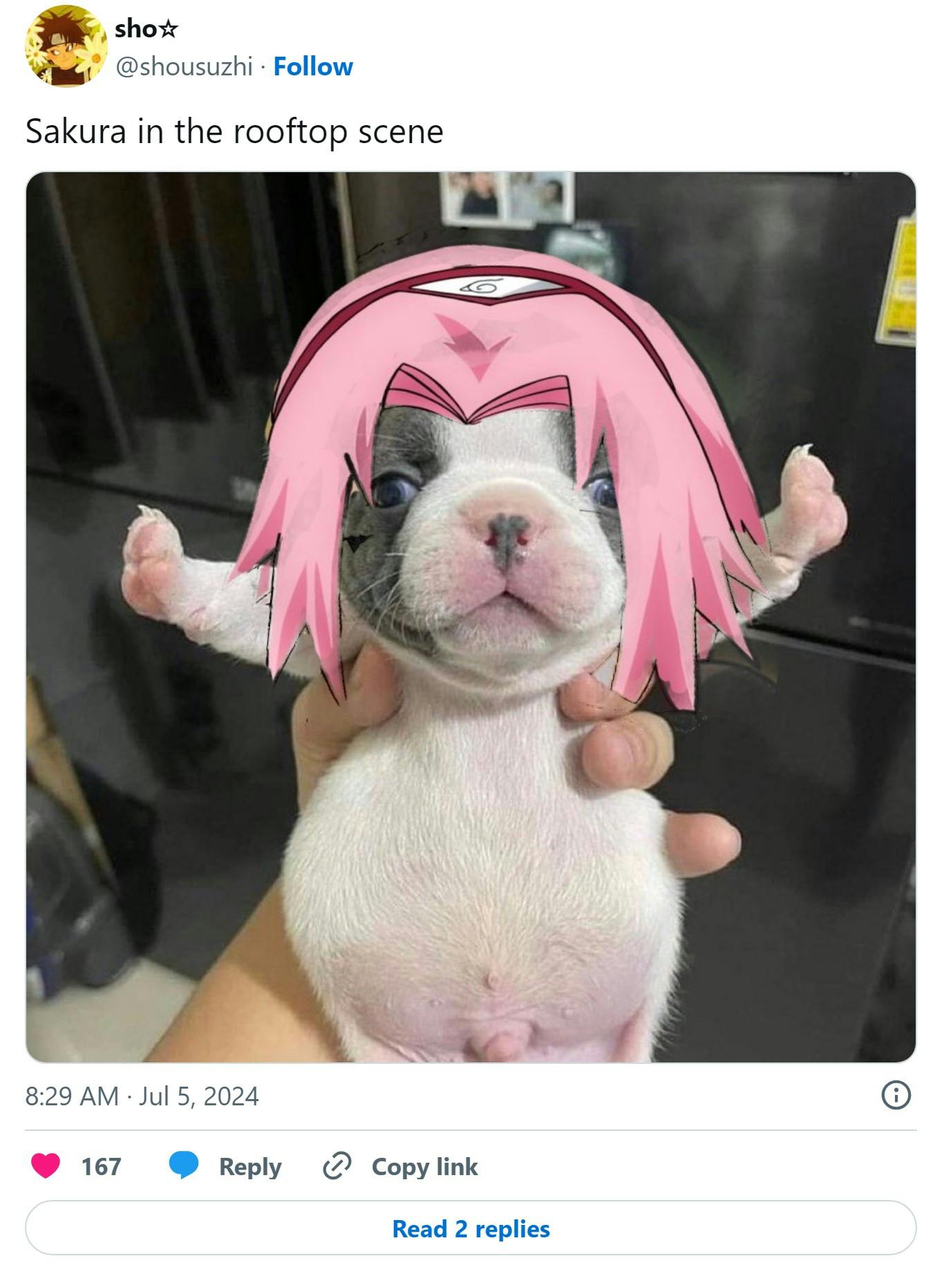 sakura stop fighting puppy