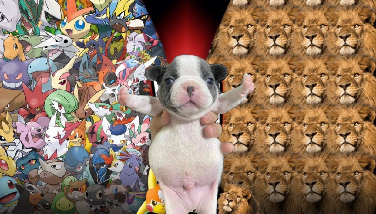 pokemon v lions stop fighting meme