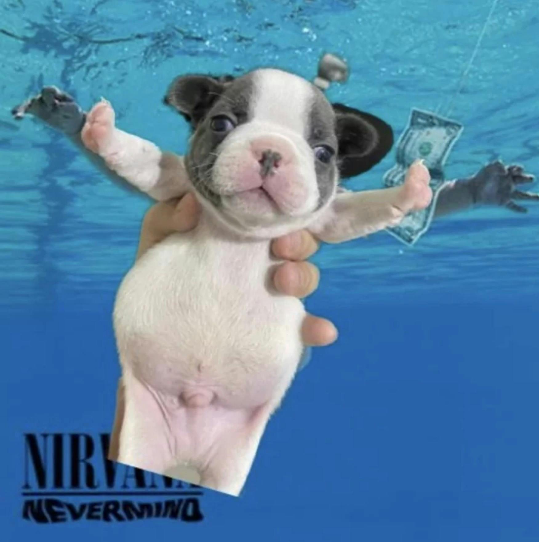 stop fighting puppy photoshopped on nirvana's nevermind cover