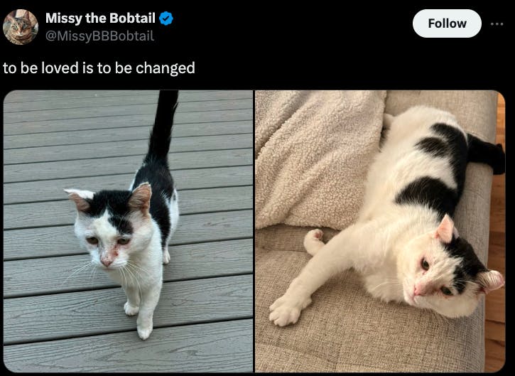 to be loved is to be changed cat before and after