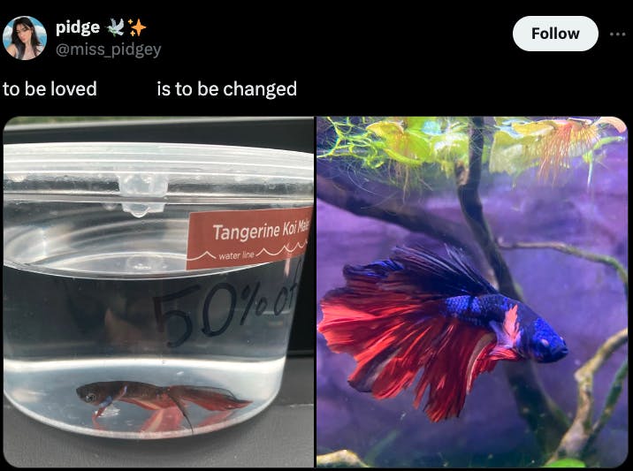 to be loved is to be changed beta fish before and after