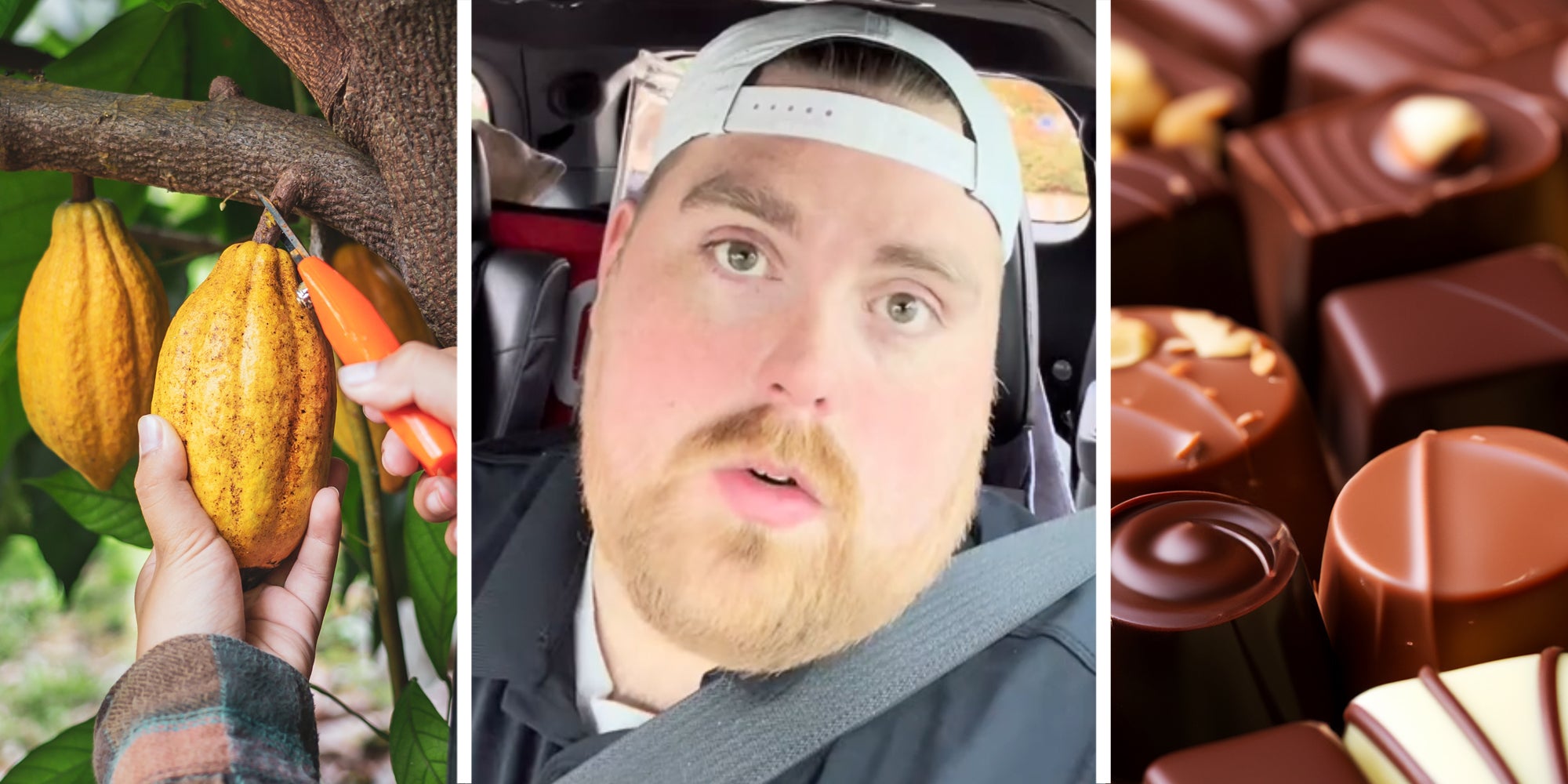 Hands clipping cocoa plant(l), Man talking(c), Box of chocolates(r)