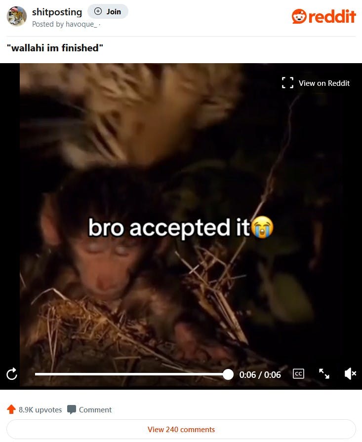 monkey nearly eaten by tiger wallahi im finished