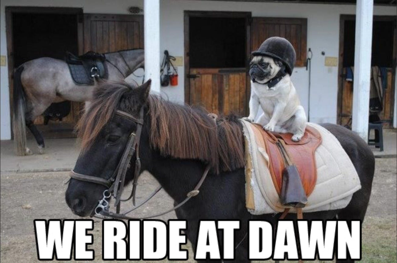 pug on horse we ride at dawn