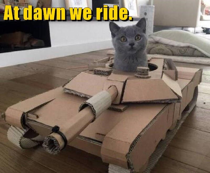 at dawn we ride cat in cardboard tank