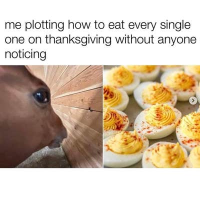 deviled eggs meme of a horse side eyeing and a photo of deviled eggs. Text reads, "Me plotting how to eat every single one on thanksgiving without anyone noticing."