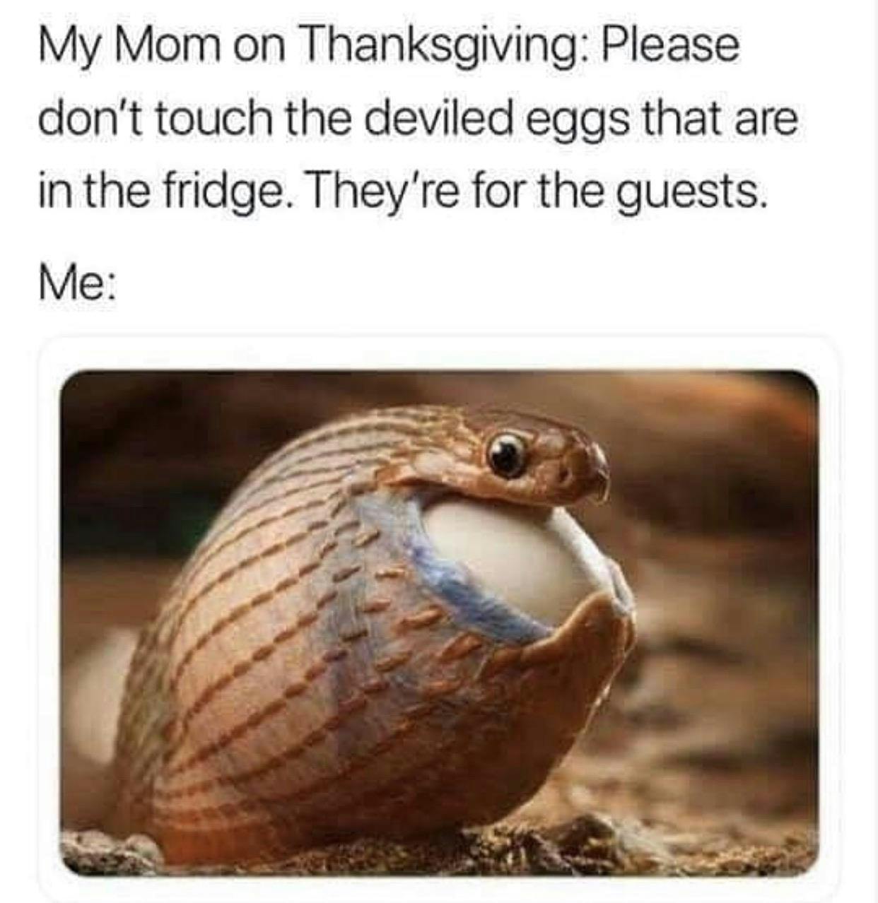 deviled eggs meme, text reads, 'My Mom on Thanksgiving: Please don't touch the deviled eggs that are in the fridge. They're for the guests. Me:' photo of a snake eating an egg whole.