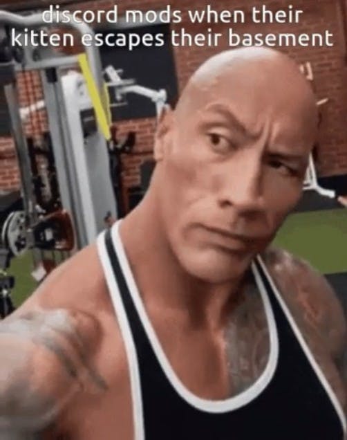 discord mods when their kitten escapes their basement the rock meme