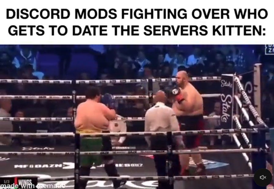 discord mods fighting over who gets to date the servers kitten boxing meme