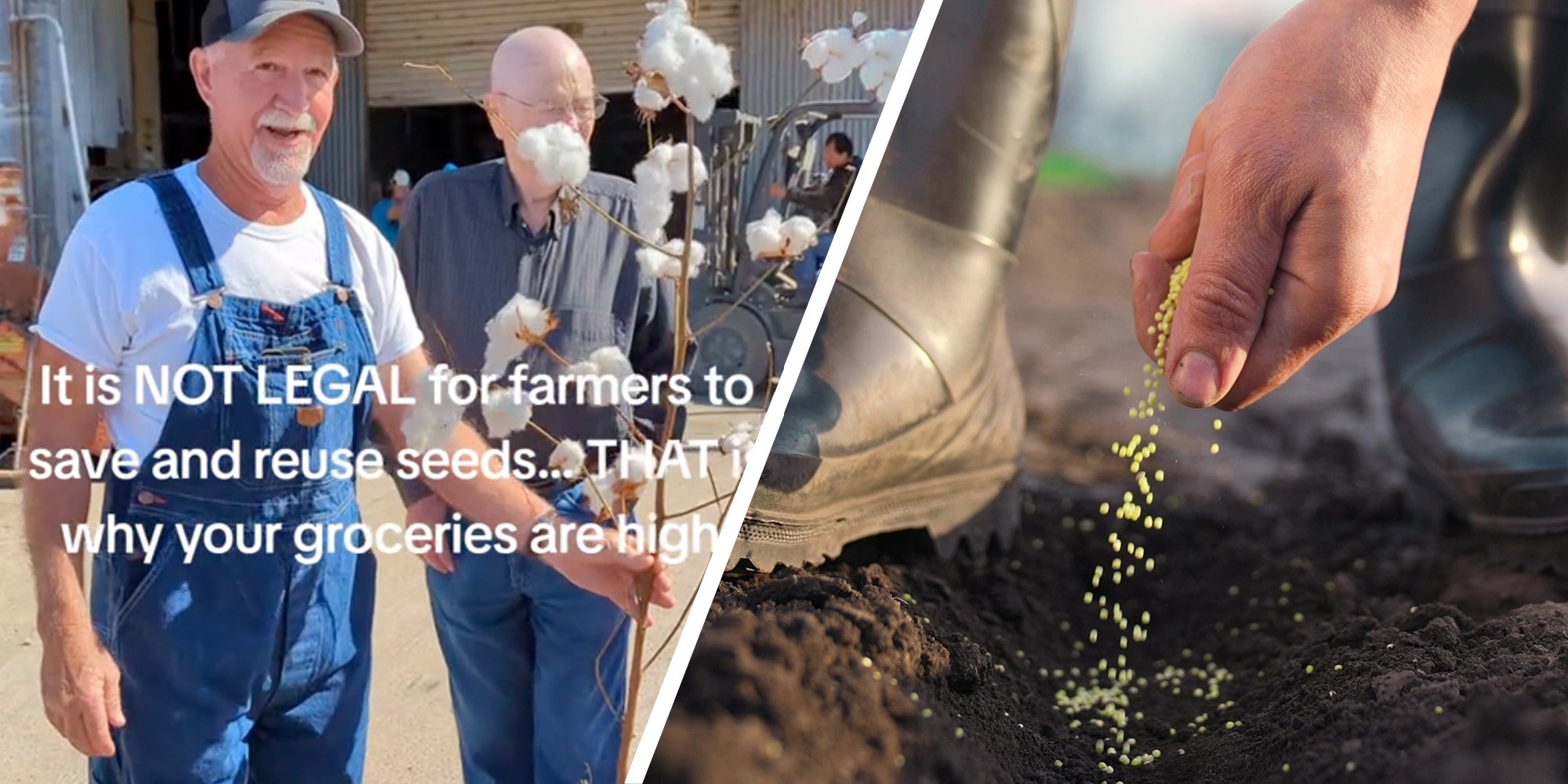 Farmer holding cotton plant with text that says 'It is NOT LEGAL for farmers to save and reuse seeds...THAT is why your groceries are high.'(l), Hand dropping seeds into soil(r)