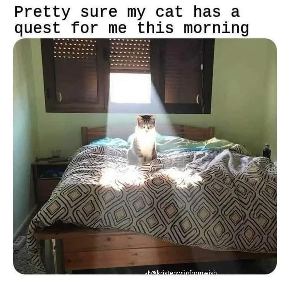 Funny cat meme of a quest-giving cat.