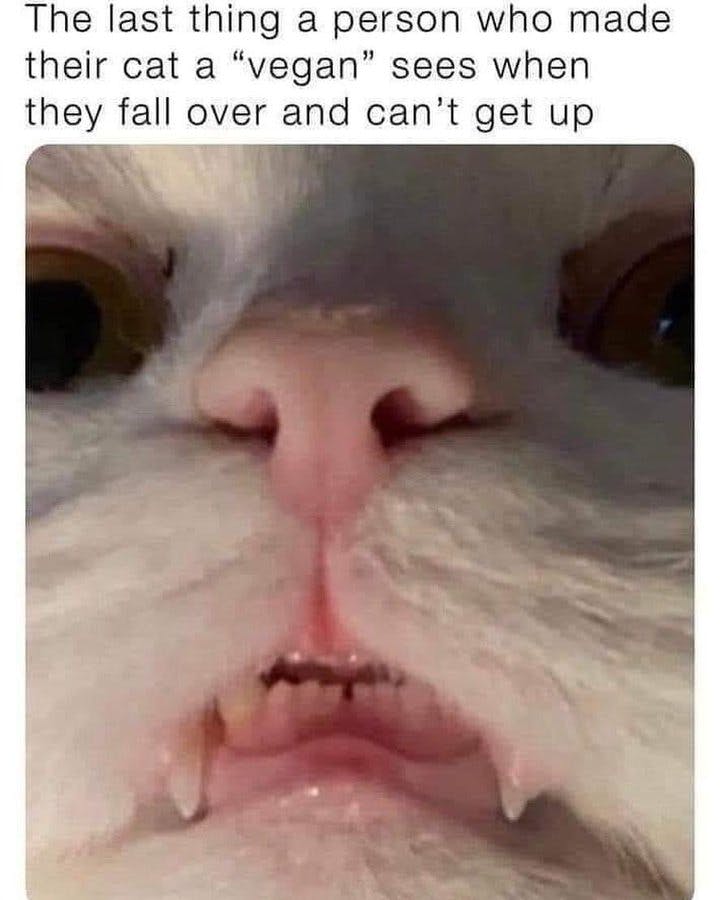 Funny cat meme with a close-up of the cat's face. 'The last thing a person who made their cat a 'vegan' sees when they fall over and can't get up.'