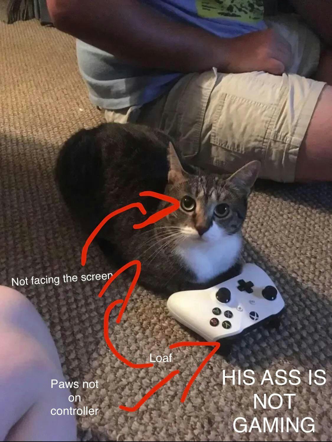 Funny cat meme of a cat pretending to be a gamer.