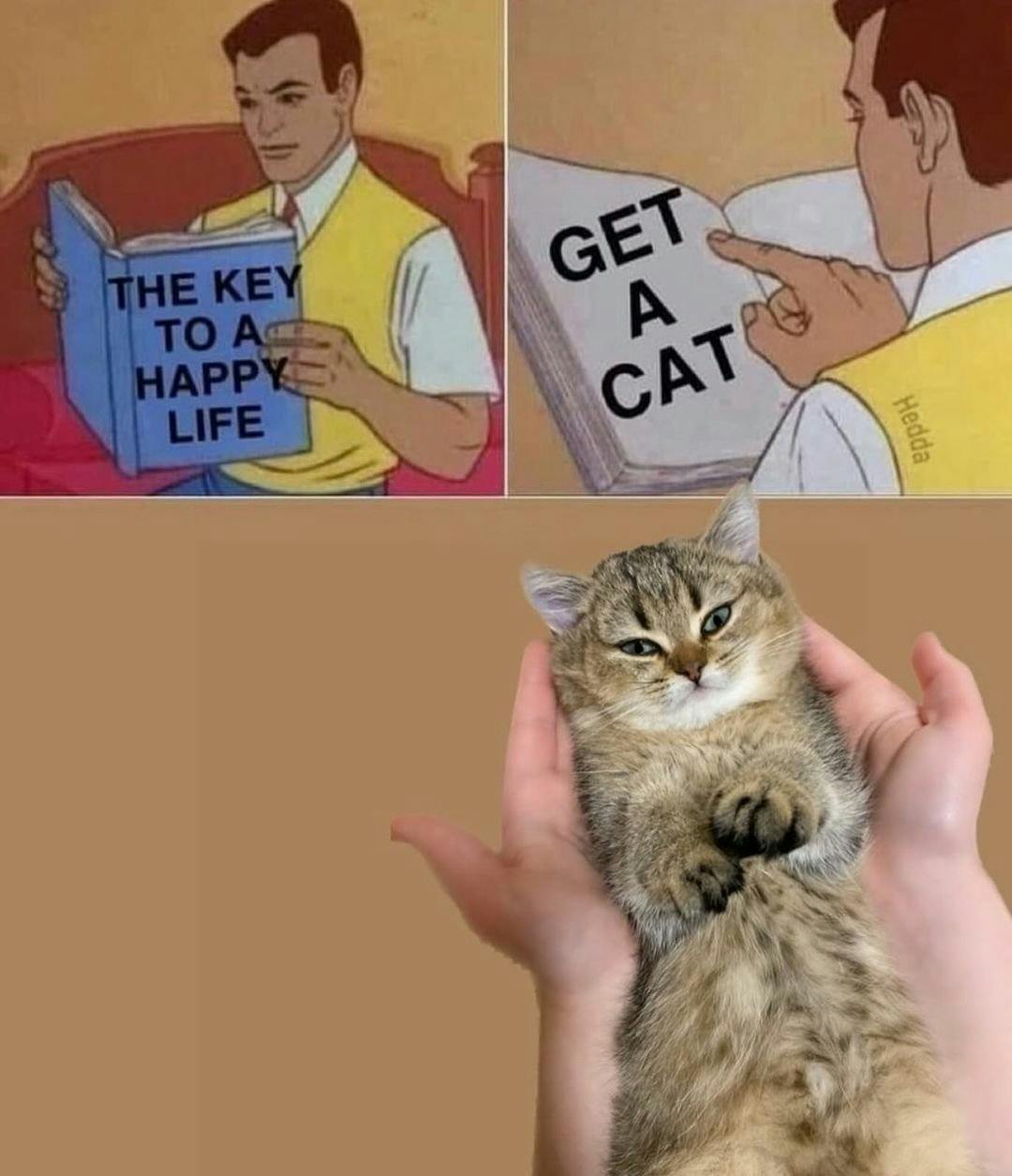 Funny cat meme of a man reading a book titled 'The key to a happy life' and it says, 'get a cat.'