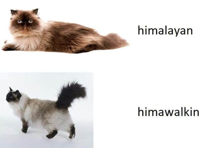 Funny cat meme playing off of Himalayan/Himawalkin.