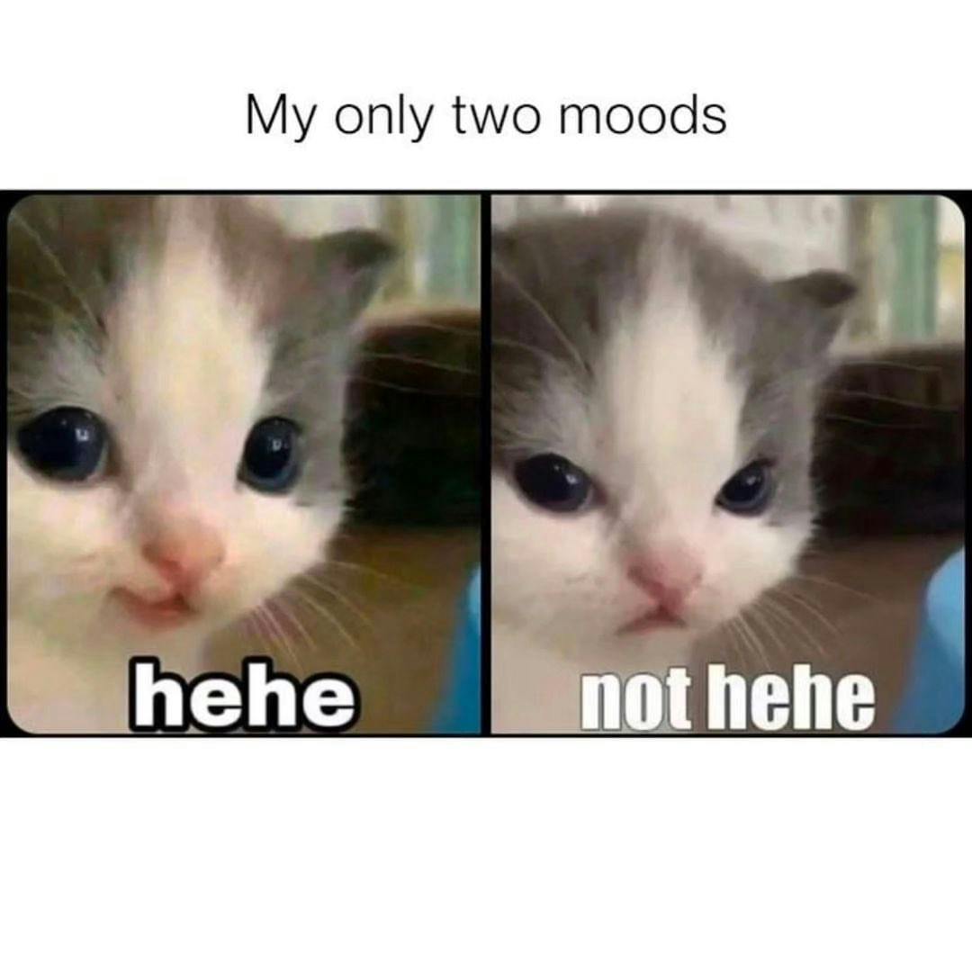 Funny cat meme, my only two moods: hehe, not hehe.