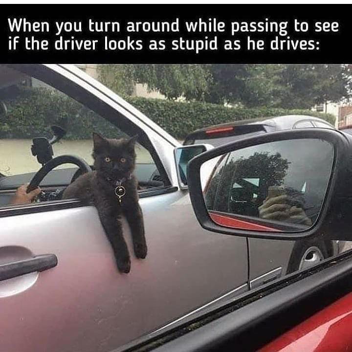 Funny cat meme of a cat hanging out of a car window.