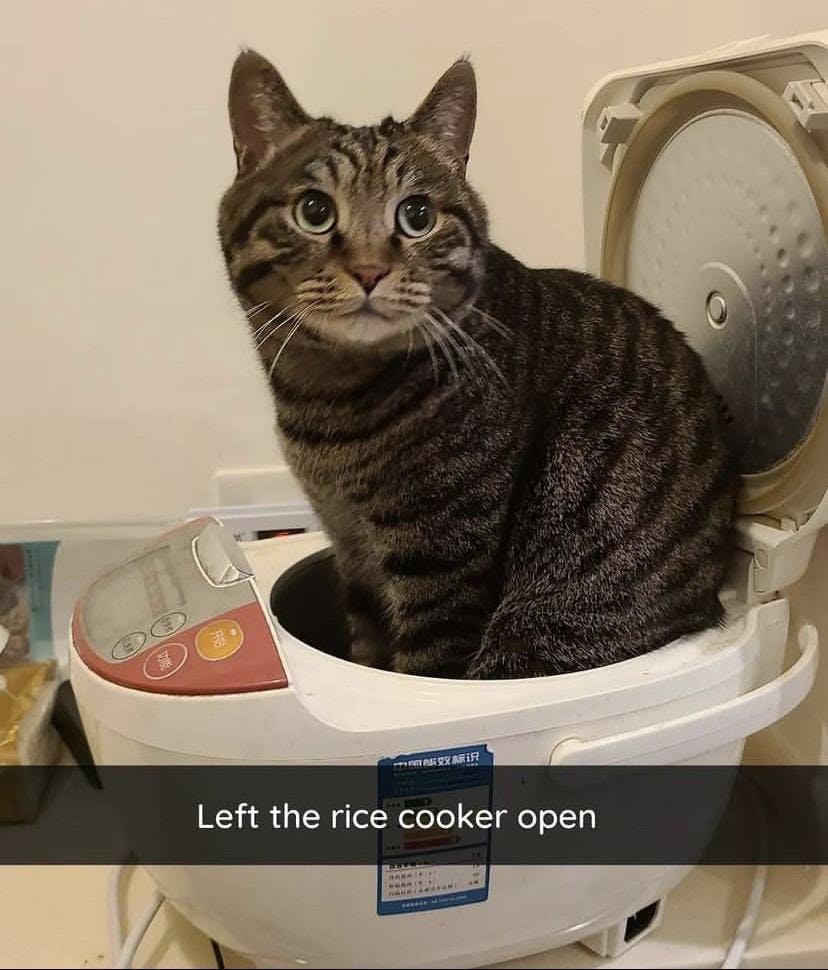 Funny cat meme, cat in a rice cooker.