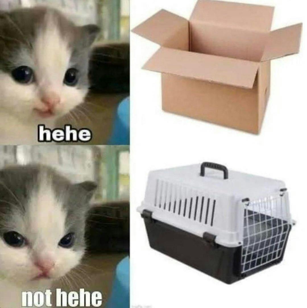 Funny cat meme of a box with hehe, a cage with not hehe.