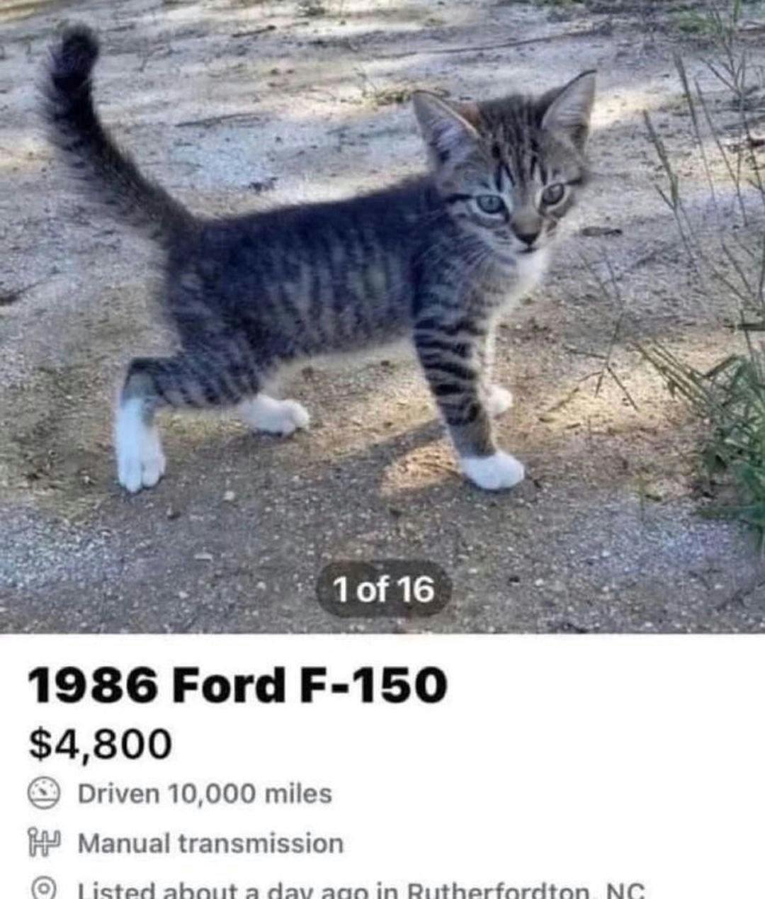 Funny cat meme, kitten as a Ford F-150