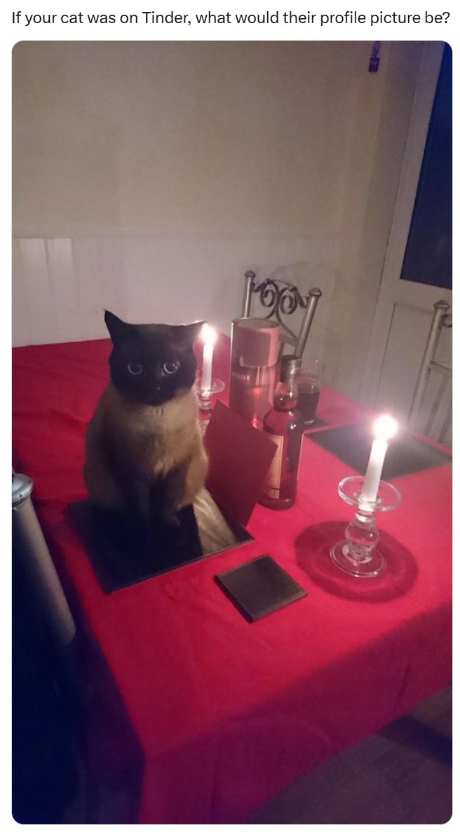 Funny cat meme, cat on a red-tablecloth table with a lit candle. 'If your cat was on Tinder, what would their profile picture be?'